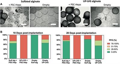 Sulfated Alginate Reduces Pericapsular Fibrotic Overgrowth on Encapsulated cGMP-Compliant hPSC-Hepatocytes in Mice